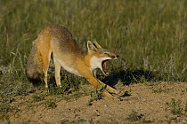 Swift fox (Vulpes velox) stretching and yawning, Wyoming, USA