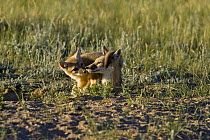 Swift fox (Vulpes velox) cub climbing on adult, Wyoming, USA