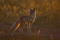 Swift fox (Vulpes velox) backlit by sunshine, Wyoming, USA