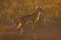 Swift fox (Vulpes velox) profile, Wyoming, USA