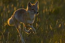 Swift fox (Vulpes velox) running, backlit, Wyoming, USA