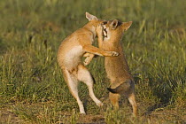 Swift fox (Vulpes velox) cubs play fighting, Wyoming, USA
