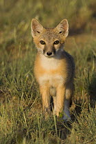 Swift fox (Vulpes velox) cub, Wyoming, USA