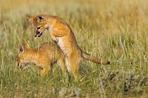 Swift fox (Vulpes velox) cubs playing, Wyoming, USA