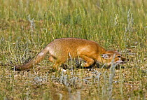 Juvenile Swift fox (Vulpes velox) stalking prey on the shortgrass prairie of Southern Wyoming, Wyoming, USA