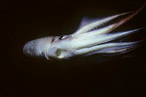 Humboldt squid (Dosidicus gigas), California, USA.