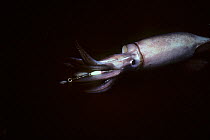 Humboldt squid (Dosidicus gigas) attracted to 'squid jig' bait, California, USA.