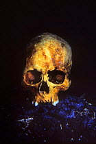 Skull of Japanese Sailor. Truk Lagoon, Chuuk islands, Federated States of Micronesia.