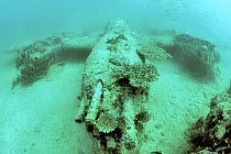 P38, World War Two wreck, Papau New Guinea.