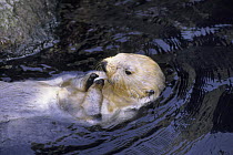 Sea otter (Enhydra lutris) feeding. Monterey Bay, California, USA.