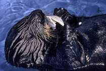 Sea otter (Enhydra lutris) eating clam. Monterey Bay, California, USA.