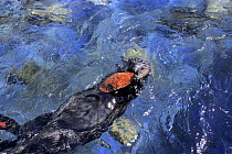 Sea otter (Enhydra lutris) using rock to open clam. Monterey Bay, California, USA.