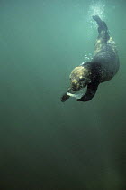 Sea otter (Enhydra lutris) feeding. Monterey Bay, California, USA, captive