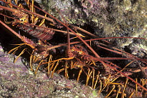 Spiny Lobsters (Palinuridae sp) in crevice, Pacific