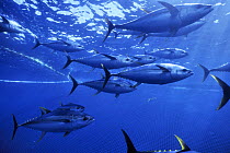 Yellow fin tuna (Thunnus albacares) shoal caught 275ft purse seiner fishing nets, Pacific ocean, Mexico.