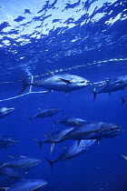 Yellow fin tuna (Thunnus albacares) shoal caught 275ft purse seiner fishing nets, Pacific ocean, Mexico.