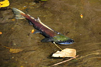 Sockeye salmon (Oncorhynchus nerka), Pacific Northwest, USA.