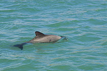 Juvenile Commerson's / Piebald dolphin (Cephalorhynchus commersonii) surfacing, rare gray color pattern, Ria de Puerto Deseado Nature Reserve, Santa Cruz Province, Patagonia, Argentina, December