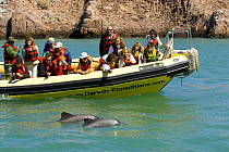 Two juvenile Commerson's / Piebald dolphin (Cephalorhynchus commersonii) surfacing, rare gray color pattern, with tourists on dolphin watching boat, Ria de Puerto Deseado Nature Reserve, Santa Cruz Pr...