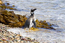 Magellanic penguin (Spheniscus magellanicus) at sea edge, Penguin Island beach, Penguin Island, Ria de Puerto Deseado Nature Reserve, Santa Cruz Province, Patagonia, Argentina, December