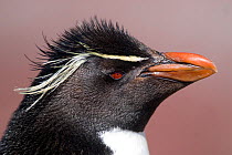 RF- Rockhopper penguin (Eudyptes chrysocome / crestatus) head profile portrait. Penguin Island, Ria de Puerto Deseado Nature Reserve, Santa Cruz Province, Patagonia, Argentina. December. (This image m...