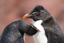 Rockhopper penguin (Eudyptes chrysocome / crestatus) pair, social preening, Penguin Island, Ria de Puerto Deseado Nature Reserve, Santa Cruz Province, Patagonia, Argentina, December