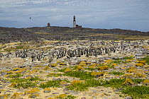 Magellanic penguin (Spheniscys magellanicus) breeding colony, Penguin Island, Ria de Puerto Deseado Nature Reserve, Santa Cruz Province, Patagonia, Argentina, December 2006