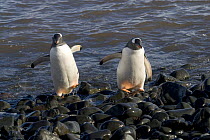 Two Gentoo penguins (Pygoscelis papua) walking out of the sea, Livingston Island, Hannah Point, Antarctic Peninsula, February