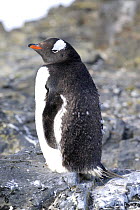 Gentoo penguin (Pygoscelis papua) on rock, Livingston Island, Hannah Point, Antarctic Peninsula, February