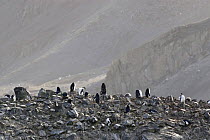 Chinstrap / Bearded penguin (Pygocelis antarcticus) colony, Livingston Island, Hannah Point, Antarctic Peninsula, February 2006