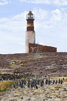 Magellanic penguin (Spheniscus magellanicus) breeding colony, near a lighthouse, Penguin Island, Ria de Puerto Deseado Nature Reserve, Santa Cruz Province, Patagonia, Argentina, December 2006