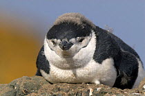 Young Chinstrap / Bearded penguin (Pygocelis antarcticus) moulting, Livingston Island, Hannah Point, Antarctic Peninsula, Antarctica, February