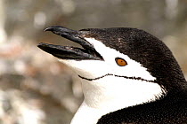 Chinstrap / Bearded penguin (Pygocelis antarcticus) vocalising, Livingston Island, Hannah Point, Antarctic Peninsula, Antarctica, February