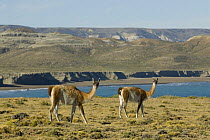 Two Guanacos (Lama Guanicoe) Monte Leon National Park, Santa Crus Province, Patagonia, Argentina, December 2006