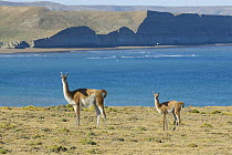 Guanaco (Lama Guanicoe) with young, Monte Leon National Park, Santa Cruz Province, Patagonia, Argentina, December 2006