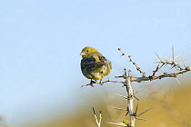 Patagonian yellow finch (Sicalis lebruni) perched on twig, Monte Leon National Park, Santa Cruz Province, Patagonia, Argentina, December