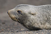Antarctic fur seal (Arctocephalus gazella) lying on beach, Deception Island, Antarctic Peninsula, Antarctica, February 2006