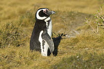 Magellanic penguin (Spheniscus magellanicus) Monte Leon National Park, Santa Cruz Province, Patagonia, Argentina, December