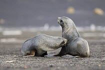 Two Antarctic fur seals (Arctocephalus gazella) fighting, Deception Island, Antarctic Peninsula, Antarctica, February
