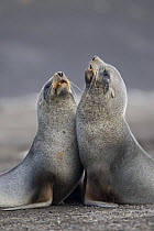 Two Antarctic fur seals (Arctocephalus gazella) fighting, Deception Island, Antarctic Paninsula, Antarctica, February