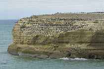 Rock cormorants (Phalacrocorax magellanicus) and King cormorants (Phalacrocorax albiventer) on cliffs, Monte Leon National Park, Santa Cruz Province, Patagonia, Argentina, December 2006
