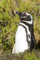 Magellanic Penguin (Spheniscus magellanicus) portrait, Monte Leon National Park, Santa Cruz Province, Patagonia, Argentina, December