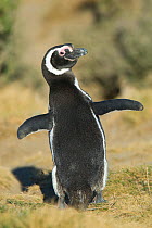RF- Magellanic Penguin (Spheniscus magellanicus) Monte Leon National Park, Santa Cruz Province, Patagonia, Argentina. December. (This image may be licensed either as rights managed or royalty free.)