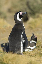 Magellanic penguins (Spheniscus magellanicus) one standing, one sitting, Monte Leon National Park, Santa Cruz Province, Patagonia, Argentina, December