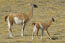 Guanaco (Lama Guanicoe) with young in Patagonian desert / steppe, Monte Leon National Park, Santa Cruz Province, Patagonia, Argentina, December