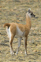Young Guanaco (Lama Guanicoe) in Patagonian desert / steppe, Monte Leon National Park, Santa Cruz Province, Patagonia, Argentina, December