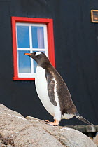 RF- Gentoo penguin (Pygoscelis papua) standing on rocks, Port Lockroy, Goudier Island, Antarctic Peninsula, Antarctica. February. (This image may be licensed either as rights managed or royalty free.)