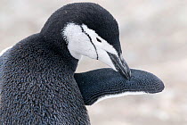 RF- Chinstrap / Bearded penguin (Pygoscelis antarctica) grooming. Half Moon Island, Moon Bay, Livingston Island, Macfarlane Strait, South Shetland Island, Antarctic Peninsula, Antarctica. February. (T...