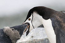 Chinstrap / Bearded penguin (Pygocelis antartica) feeding chick, Half Moon Island, Moon Bay, Livingston Island, Macfarlane Strait, South Shetland Island, Antarctic Peninsula, Antarctica, February