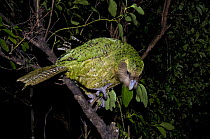 Kakapo / Sirocco / Night parrot (Strigops habroptila) wild male. Codfish Island, southern New Zealand, January 2009.